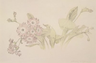 Auricula by Albert Williams